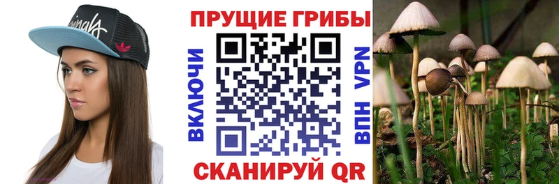 Купить закладки Беломорск Псилоцибиновые грибы Cubensis